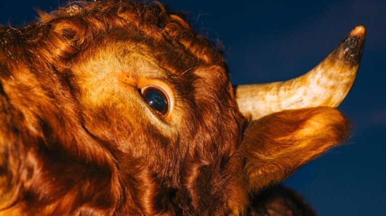 Tod im Stall. Was hat der Stier damit zu tun?