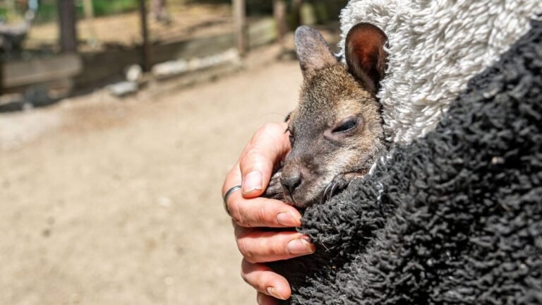 Niederbayern: Känguru-Baby im Pulli – Tierpark-Chefin als Ersatz-Mama