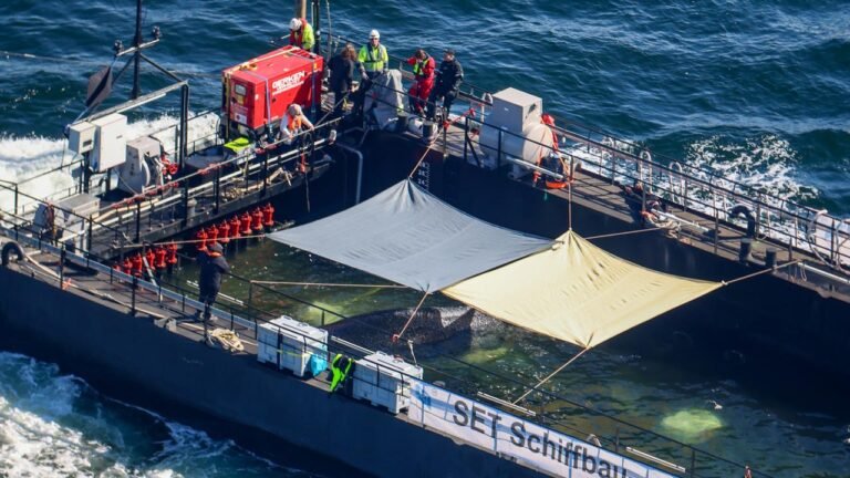 Buckelwal-Transport verzögert sich: Hohe Wellen vor Dänemark