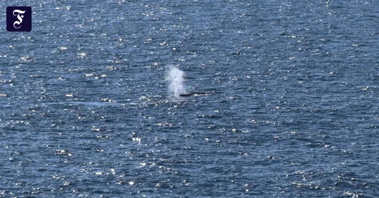 Toter Wal vor dänischer Insel Anholt offenbar Buckelwal