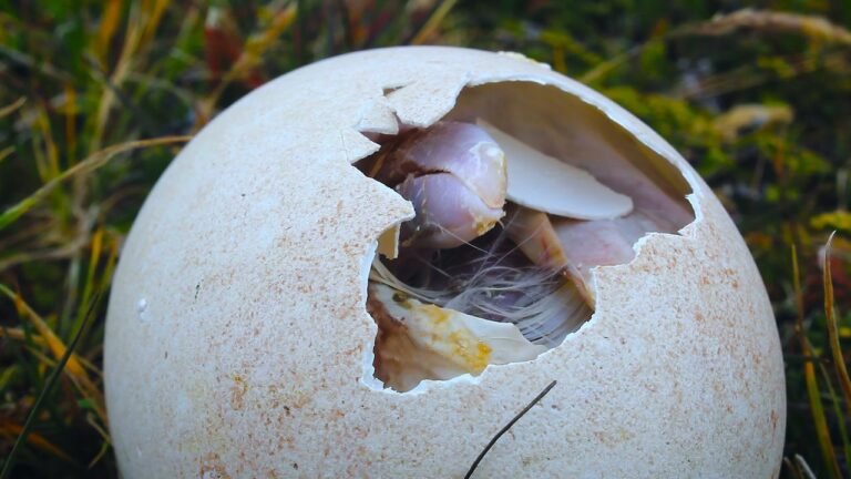 Warum Vögel die Dinosaurier überlebten
