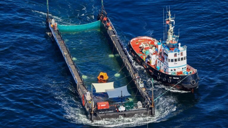 Nach Aussetzung in Nordsee – Experten halten Wal für tot