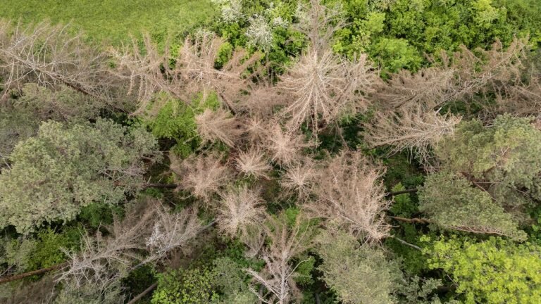 Wälder in Deutschland leiden unter Dürrefolgen
