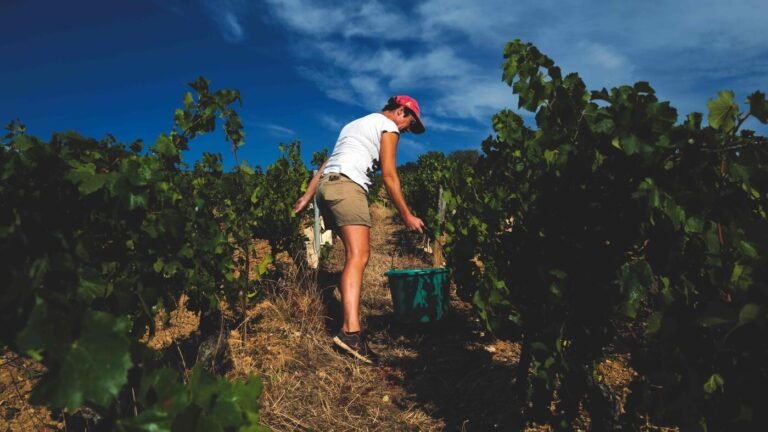 In Frankreich will keiner mehr Bordeaux trinken: Ist Weißwein aus der Dose die Zukunft?