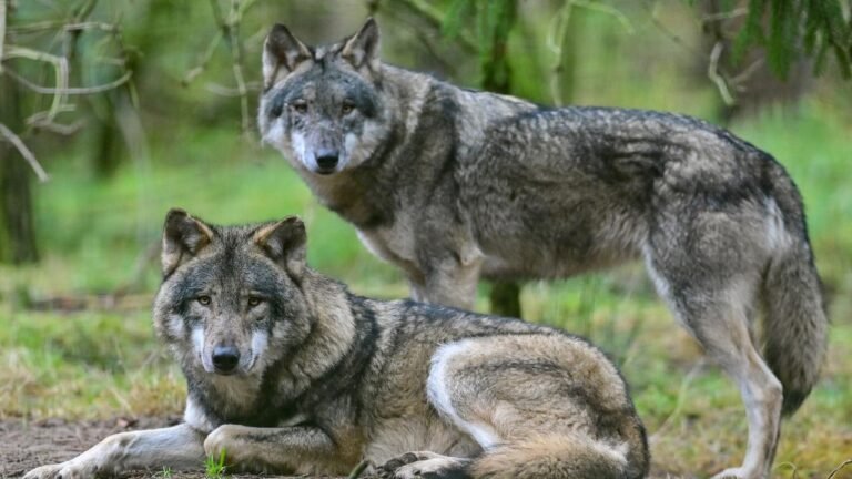 Wie der Wolf Wald und Bäume schützt