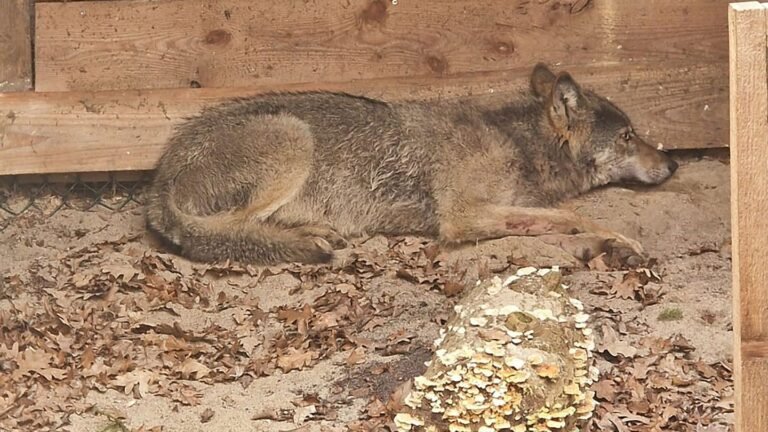 Tier aus Binnenalster gefischt: Nach Attacke auf Frau: Hamburger Wolf wahrscheinlich tot