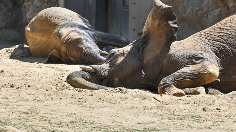 Afrikanische Elefanten: Elefantenfamilie im Berliner Tierpark ab 27. Juni zu sehen
