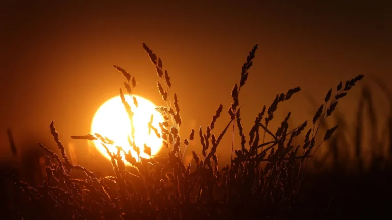 Wetterbilanz: Welche Folgen die Rekord-Trockenheit für Bayern hat