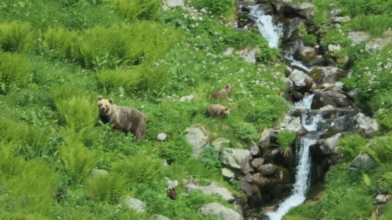 Tiere: Braunbär verletzt Wanderer in der Slowakei schwer