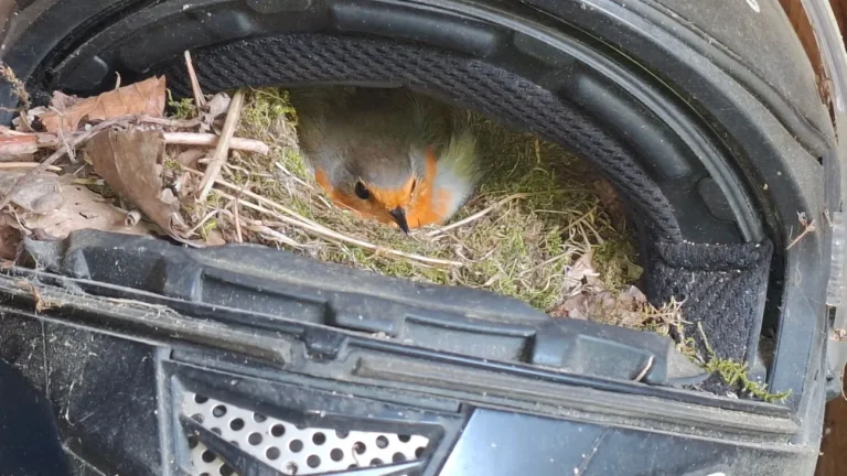 Tierisch gemütlich: Rotkehlchen brütet in Motorradhelm – Küken geschlüpft