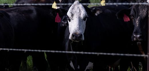 Kanada verhängt Einfuhrverbot für Rinder aus Texas wegen Neuwelt-Schraubenwurmfliege