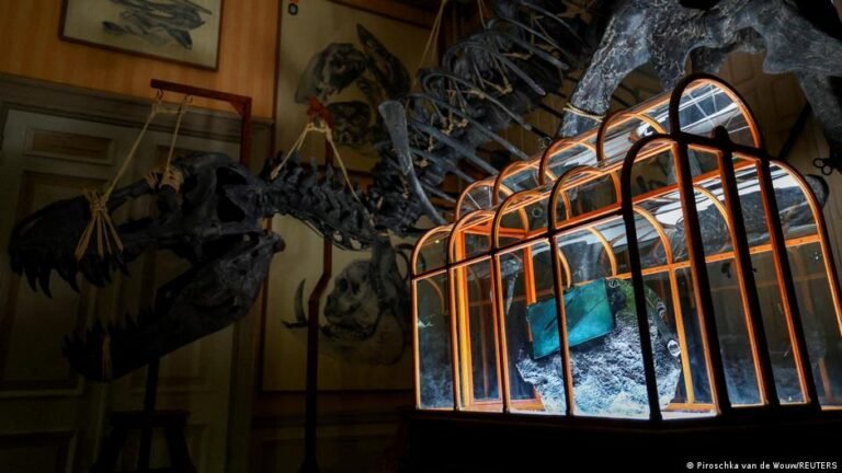 T-Rex-Ledertasche aus dem Labor: Versteigerung abgeblasen