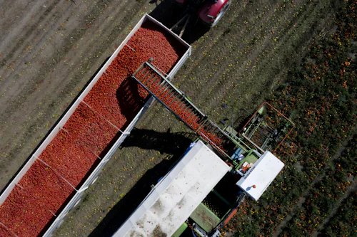 Landwirtschaft: Billiges Gemüse gibt es nur dank moderner Sklaverei