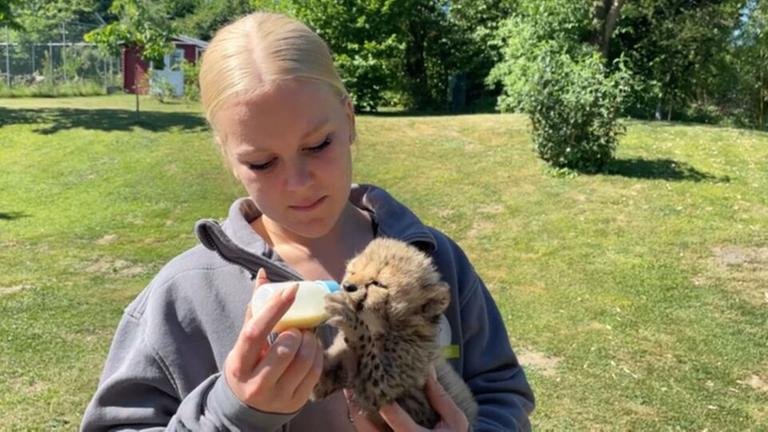 Tierpark in Ortenburg: Babygepard von Hand aufgezogen