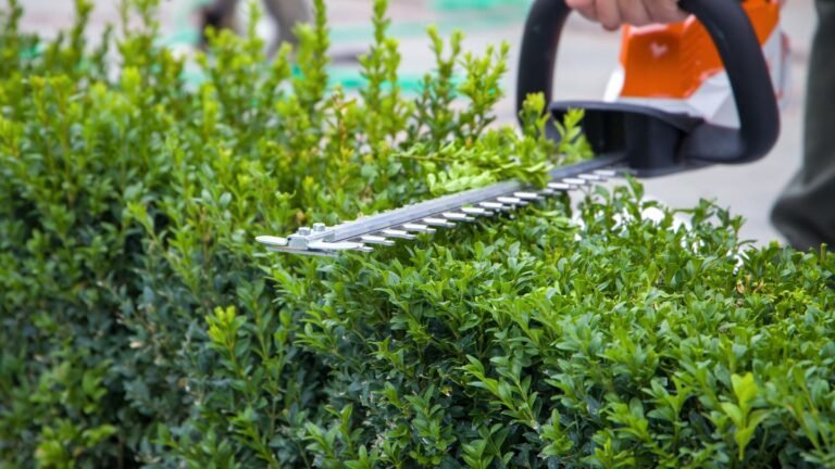 Gartenrecht: Bei folgenden Dingen können hohe Strafen drohen