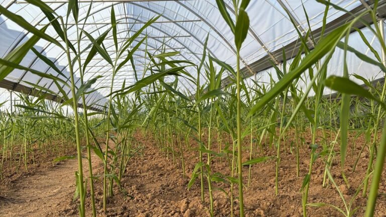 Klimawandel ermöglicht Anbau von tropischem Ingwer in Schwaben