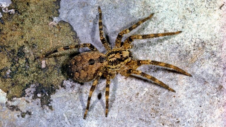 Invasive Arten: Achtung, sie beißt – die Nosferatu-Spinne breitet sich aus
