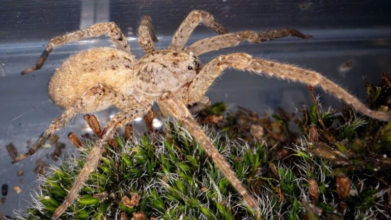 Nosferatu-Spinne wohl inzwischen bundesweit verbreitet