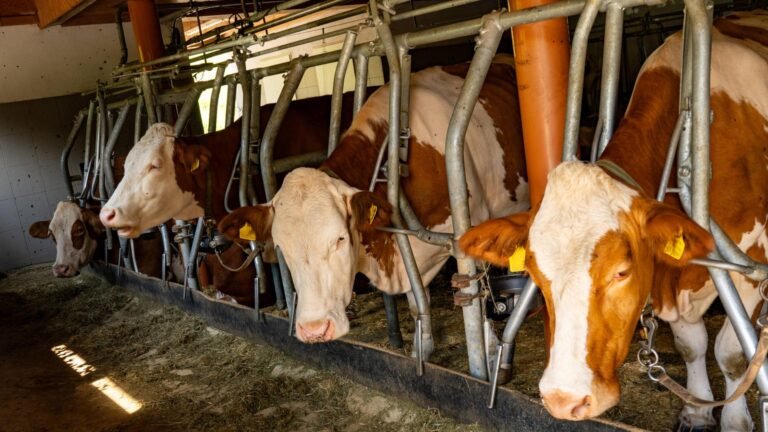 Niedersachsen steigt schrittweise aus Anbindehaltung von Rindern aus