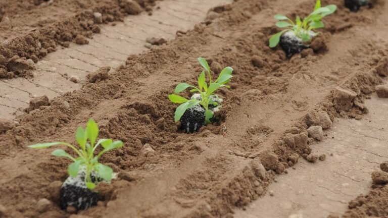 Technische Universität verschenkt Rucola- und Erbsenpflanzen