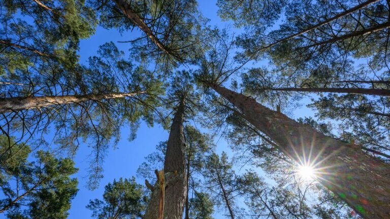 Hohe Waldbrandgefahr in fünf Landkreisen in Brandenburg
