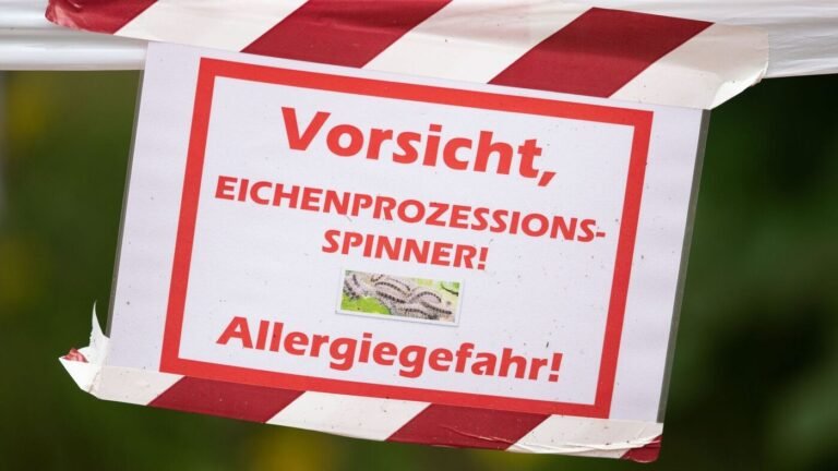 Eichenprozessionsspinner werden in Berlin zur Plage